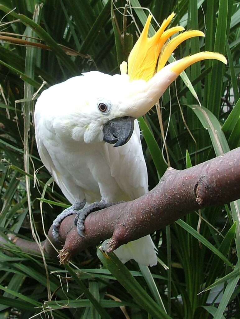 Cockatoo 