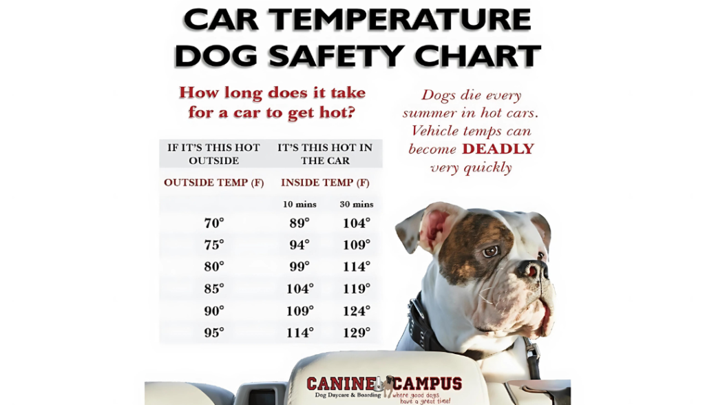 normal Body Temperature