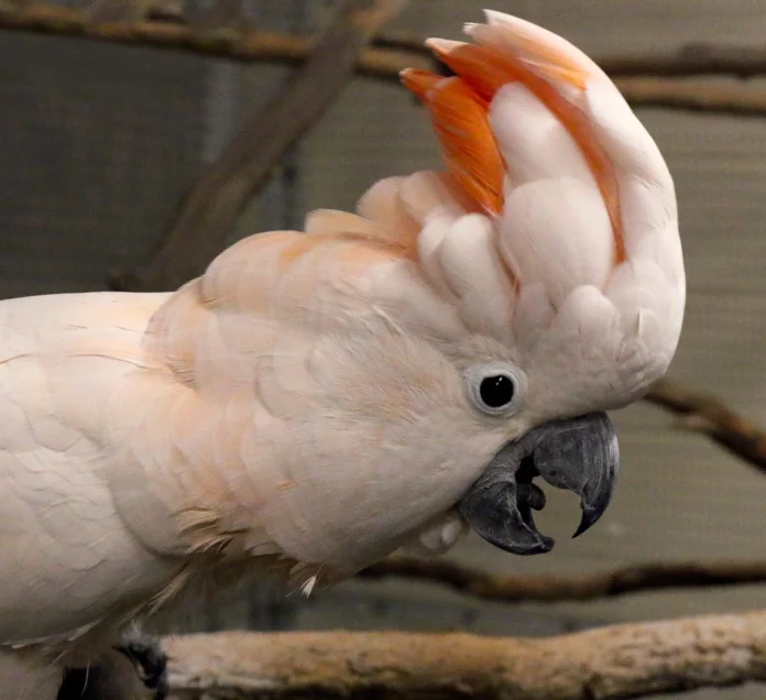 Cockatoo