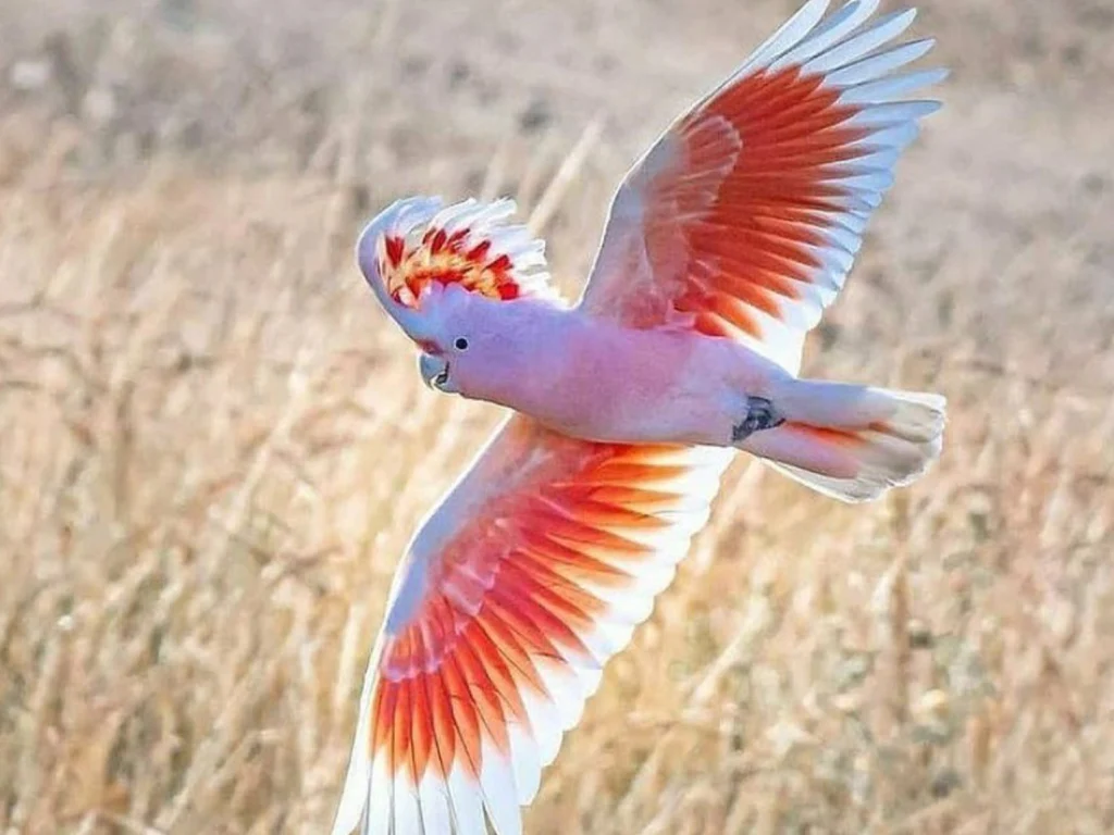 Cockatoo 