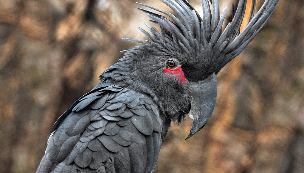 Palm Cockatoo