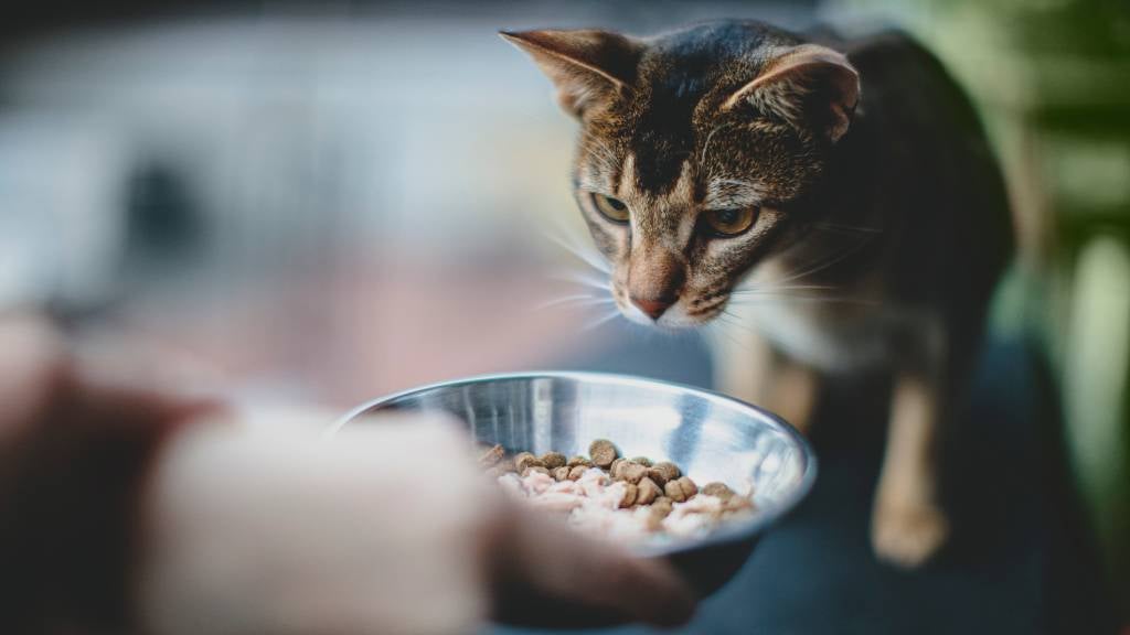 feeding the cat