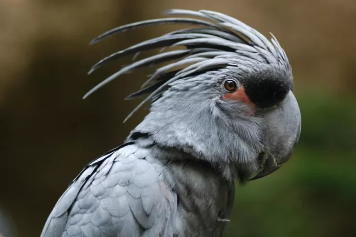 Palm Cockatoo