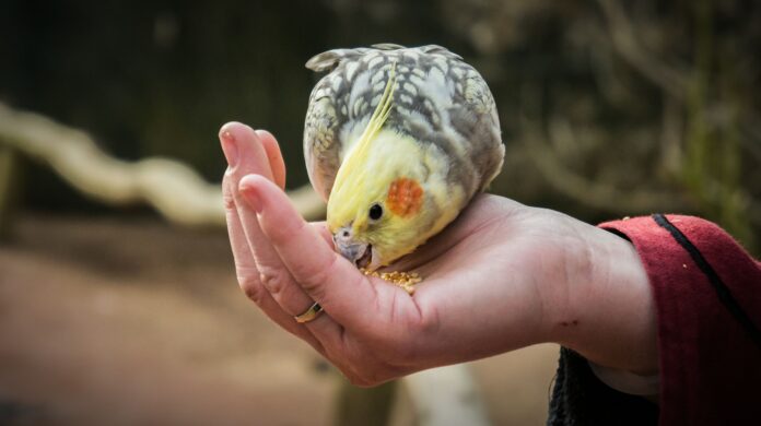 larry bird