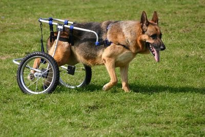 Degenerative Myelopathy