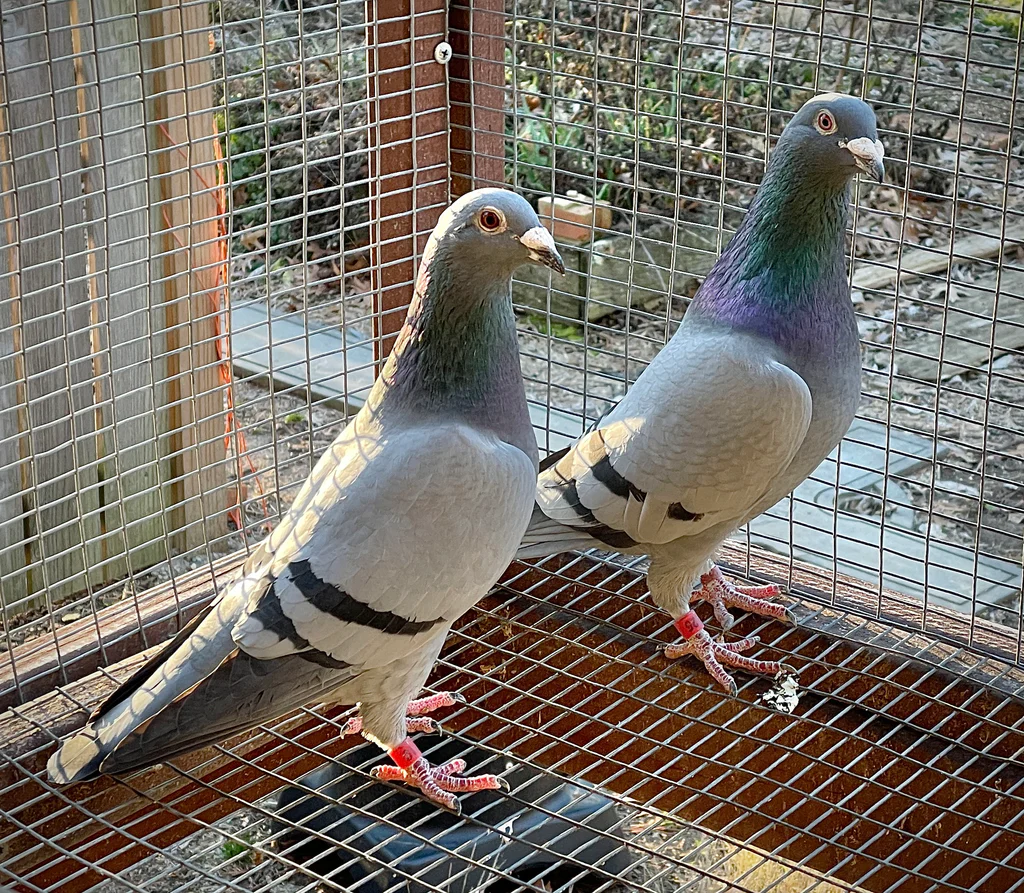 Breeding racing pigeons