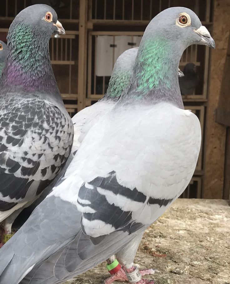 Breeding racing pigeons