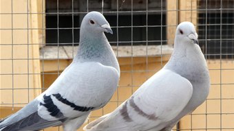 Breeding racing pigeons