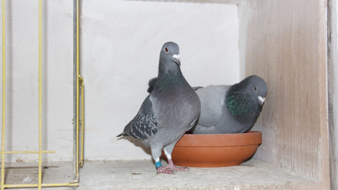 Breeding racing pigeons