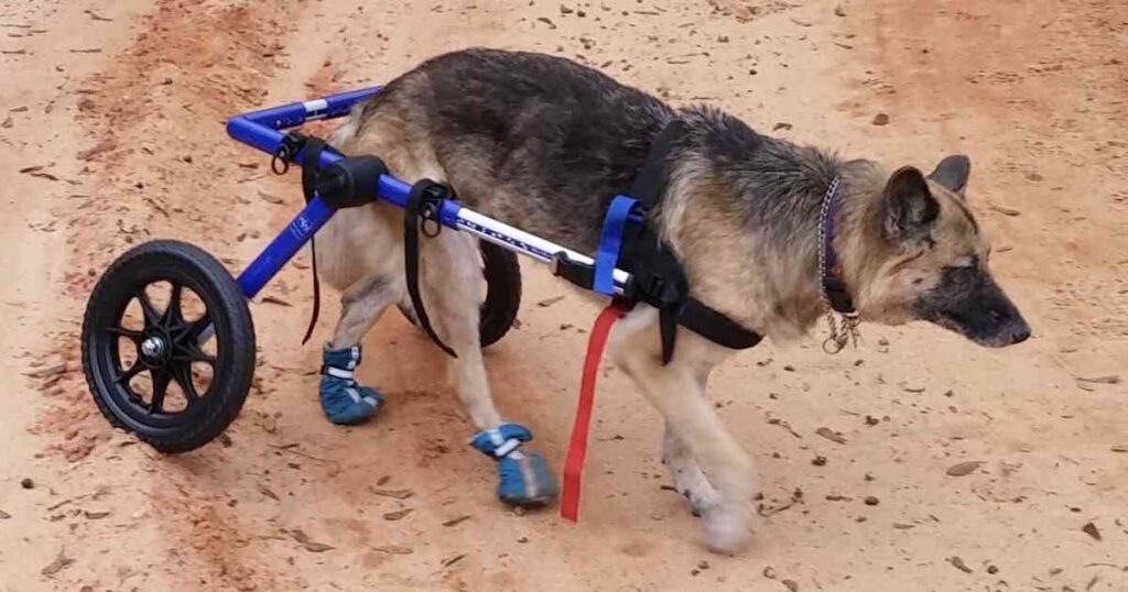 Degenerative Myelopathy