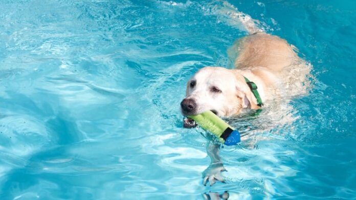 Dog Water Toys