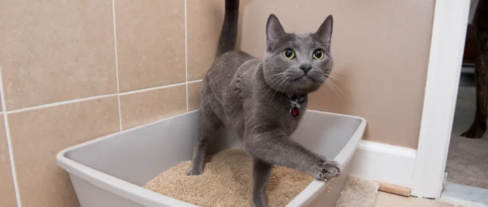 Cat's Litter Box