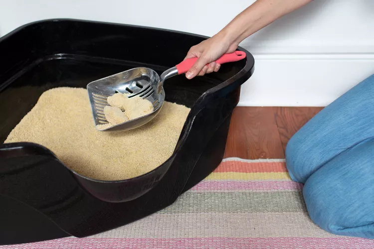 Cat Litter Box