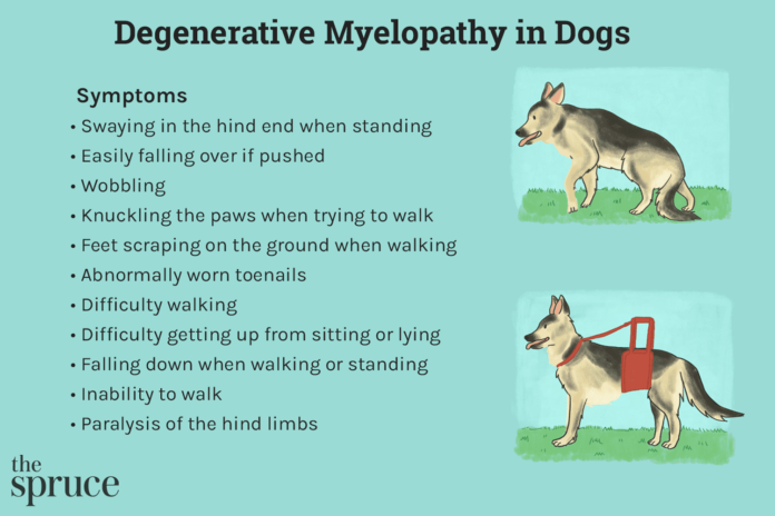 Degenerative Myelopathy