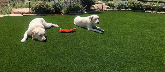 Artificial Grass for Dogs